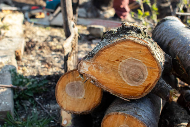 Best Tree Preservation Services  in Speer, NC