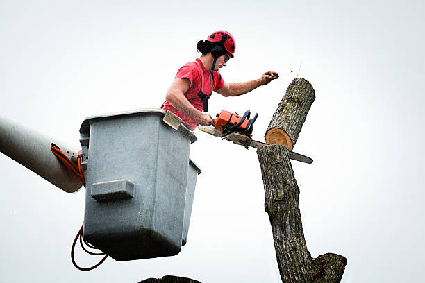 How Our Tree Care Process Works  in  Spencer, NC