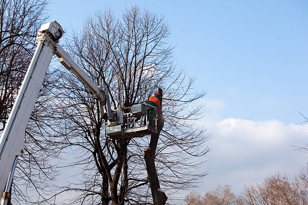 Best Leaf Removal  in Speer, NC