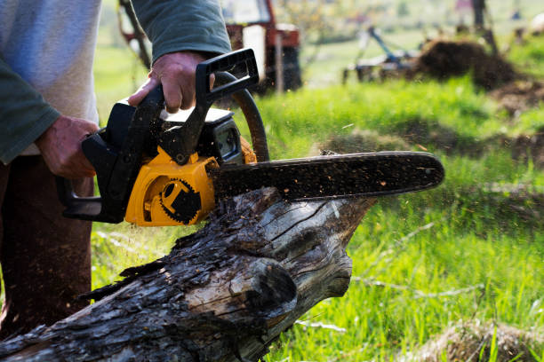 Best Root Management and Removal  in Speer, NC