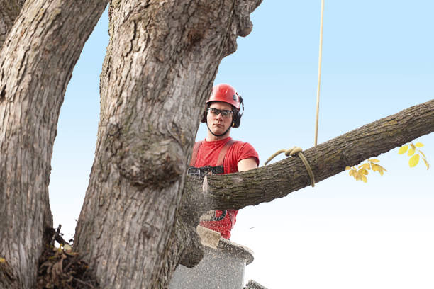 Best Tree Cabling and Bracing  in Speer, NC